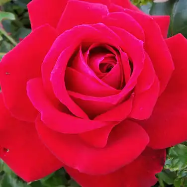 Roșu - Trandafiri - Ruby Wedding™ - 